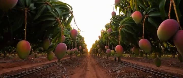 Mango · Representative photo · variety and lot on request